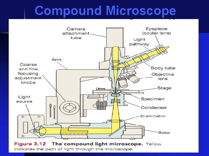 Compound Microscope 