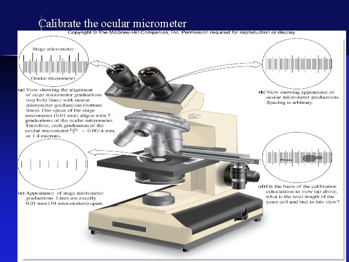 Calibrate the ocular micrometer 