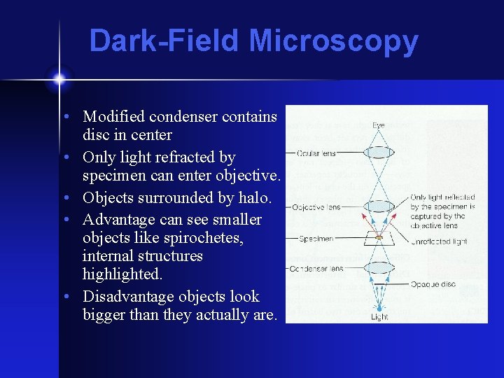 Dark-Field Microscopy • Modified condenser contains disc in center • Only light refracted by
