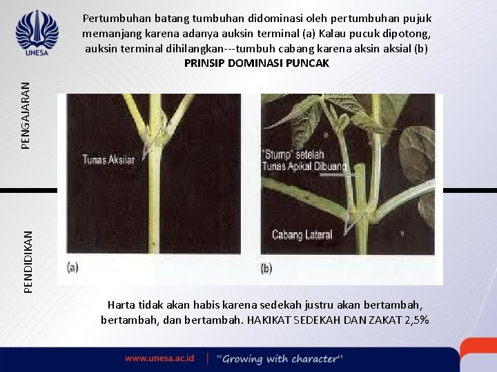 PENDIDIKAN PENGAJARAN Pertumbuhan batang tumbuhan didominasi oleh pertumbuhan pujuk memanjang karena adanya auksin terminal