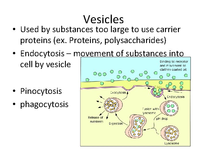 Vesicles • Used by substances too large to use carrier proteins (ex. Proteins, polysaccharides)