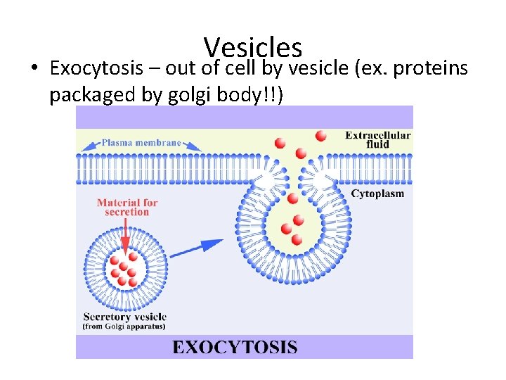 Vesicles • Exocytosis – out of cell by vesicle (ex. proteins packaged by golgi
