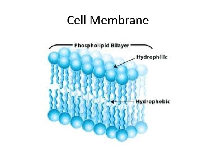 Cell Membrane 