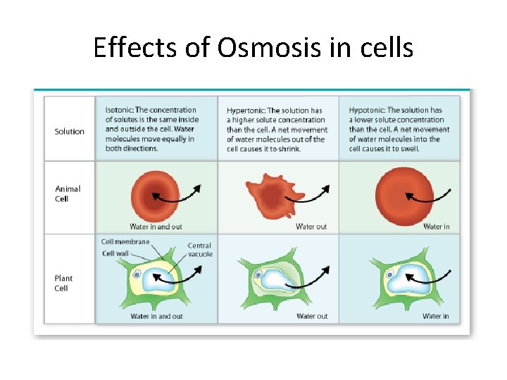 Effects of Osmosis in cells 