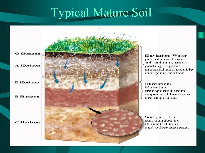 Typical Mature Soil 