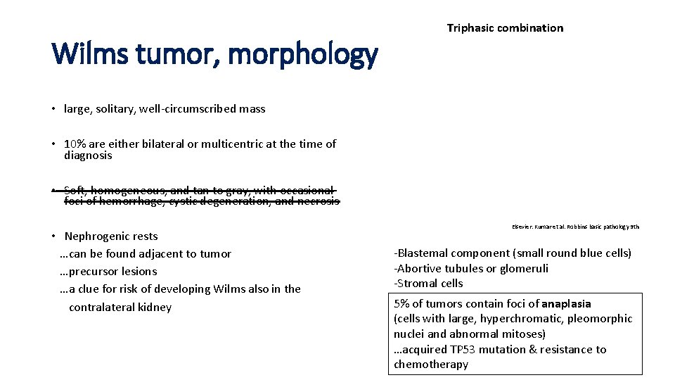 Wilms tumor, morphology Triphasic combination • large, solitary, well-circumscribed mass • 10% are either