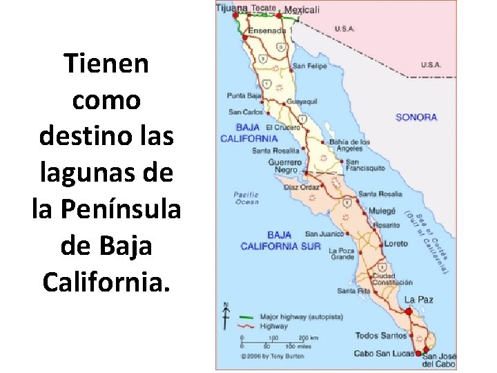 Tienen como destino las lagunas de la Península de Baja California. 