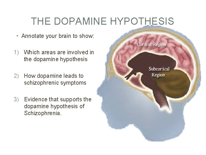 THE DOPAMINE HYPOTHESIS • Annotate your brain to show: 1) Which areas are involved