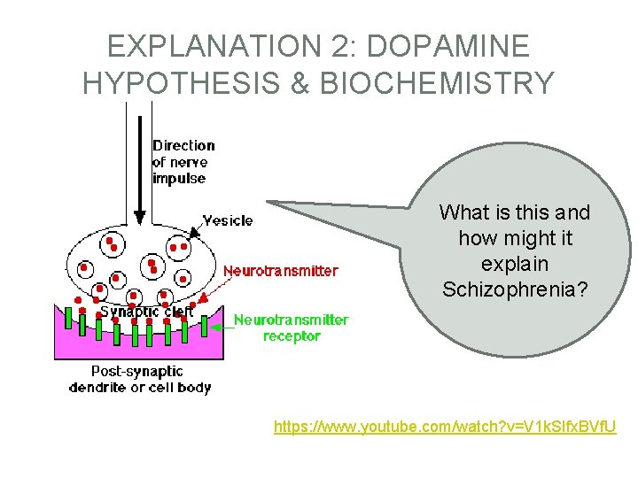 EXPLANATION 2: DOPAMINE HYPOTHESIS & BIOCHEMISTRY What is this and how might it explain