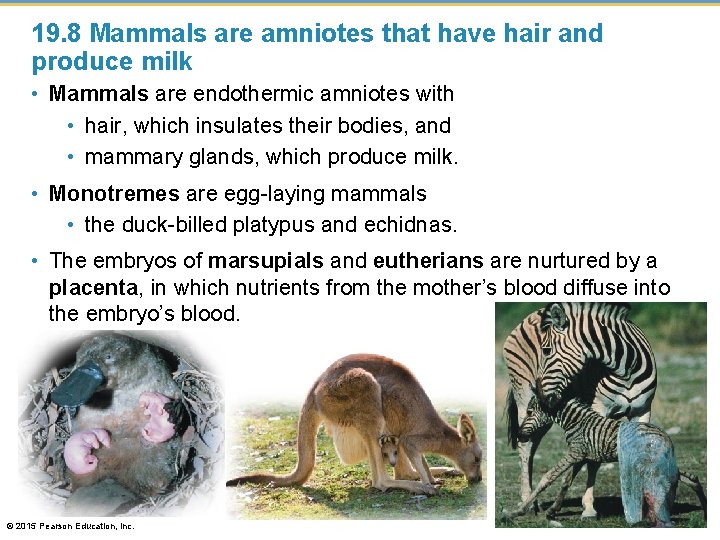 19. 8 Mammals are amniotes that have hair and produce milk • Mammals are