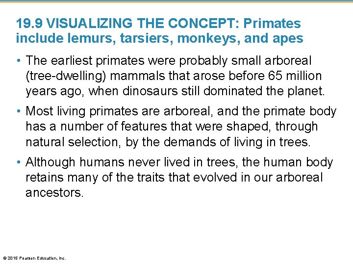 19. 9 VISUALIZING THE CONCEPT: Primates include lemurs, tarsiers, monkeys, and apes • The