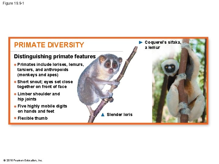 Figure 19. 9 -1 Coquerel’s sifaka, a lemur PRIMATE DIVERSITY Distinguishing primate features Primates