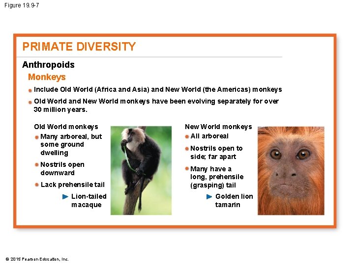 Figure 19. 9 -7 PRIMATE DIVERSITY Anthropoids Monkeys Include Old World (Africa and Asia)