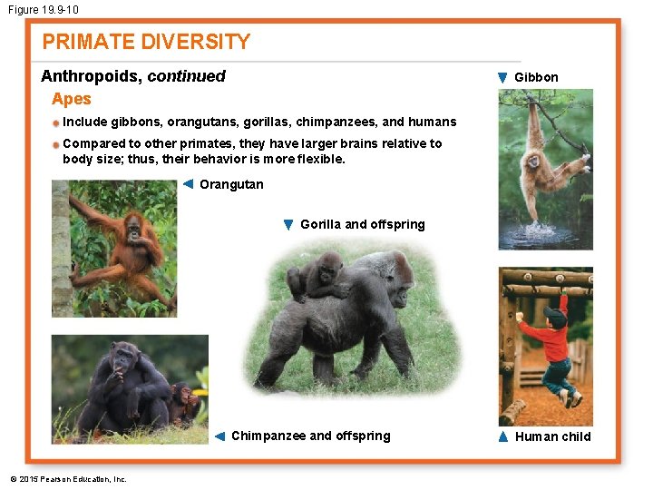 Figure 19. 9 -10 PRIMATE DIVERSITY Anthropoids, continued Apes Gibbon Include gibbons, orangutans, gorillas,