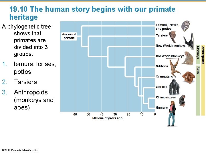 19. 10 The human story begins with our primate heritage A phylogenetic tree shows