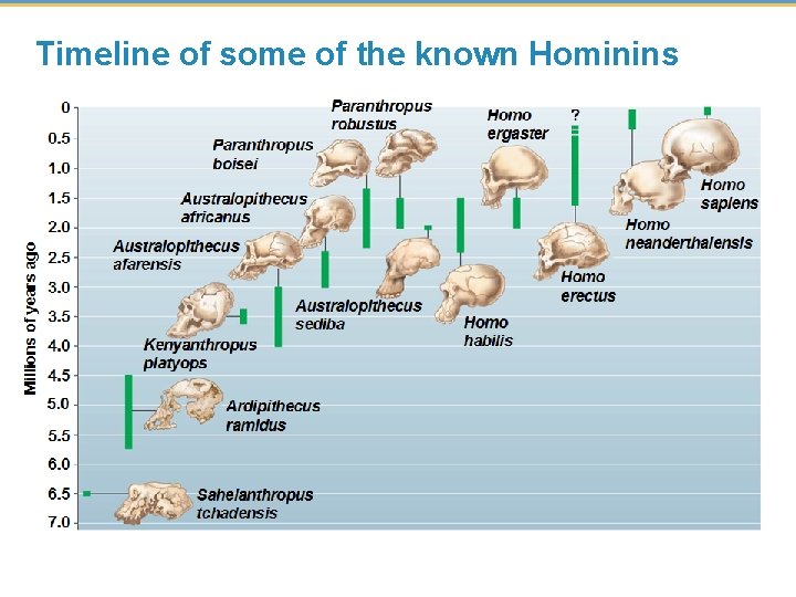 Timeline of some of the known Hominins 
