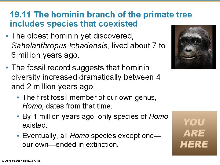 19. 11 The hominin branch of the primate tree includes species that coexisted •