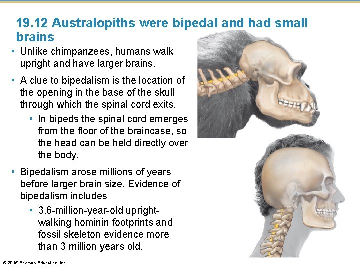 19. 12 Australopiths were bipedal and had small brains • Unlike chimpanzees, humans walk