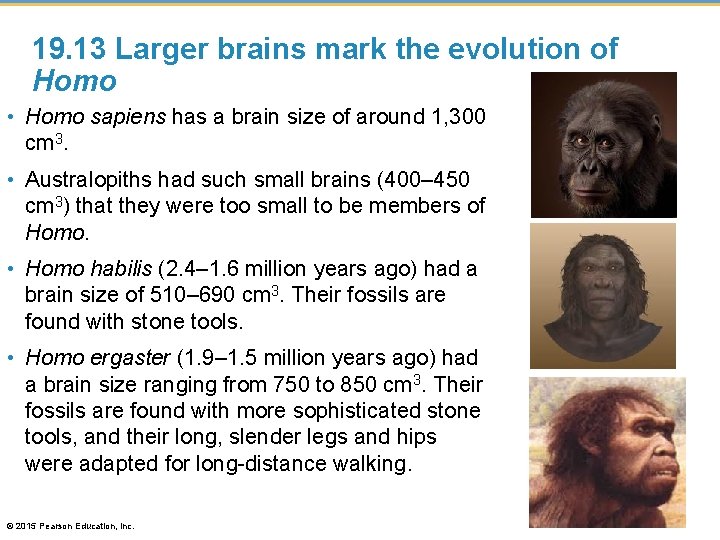 19. 13 Larger brains mark the evolution of Homo • Homo sapiens has a