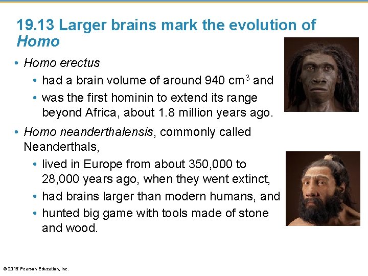 19. 13 Larger brains mark the evolution of Homo • Homo erectus • had