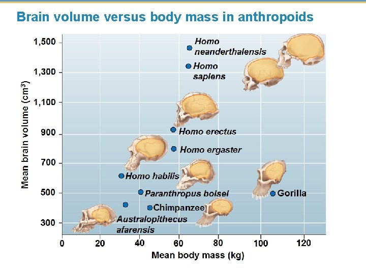 Brain volume versus body mass in anthropoids 