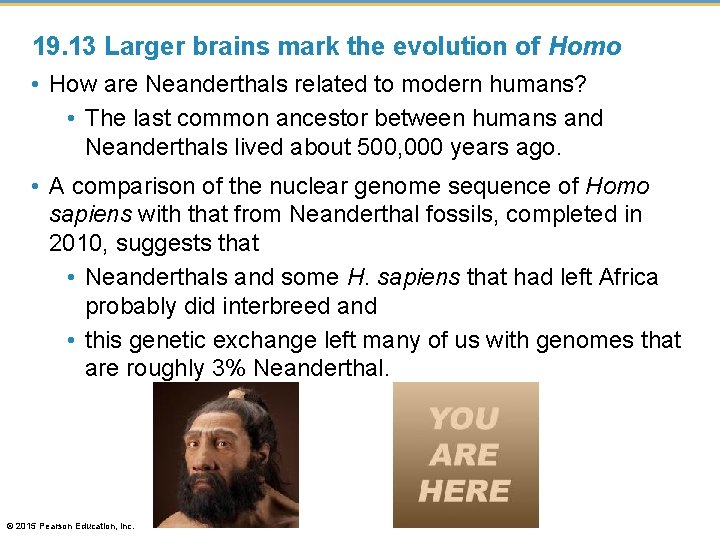 19. 13 Larger brains mark the evolution of Homo • How are Neanderthals related