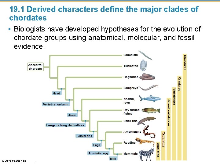 19. 1 Derived characters define the major clades of chordates • Biologists have developed