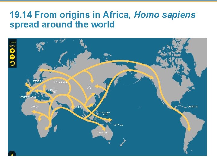 19. 14 From origins in Africa, Homo sapiens spread around the world 