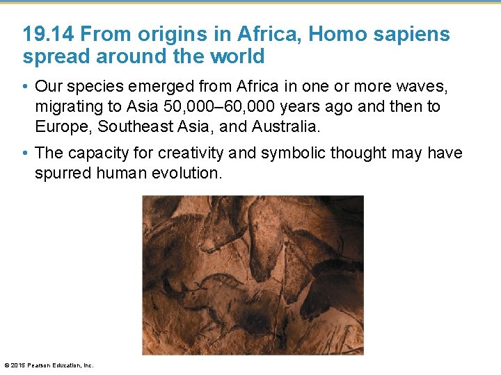 19. 14 From origins in Africa, Homo sapiens spread around the world • Our