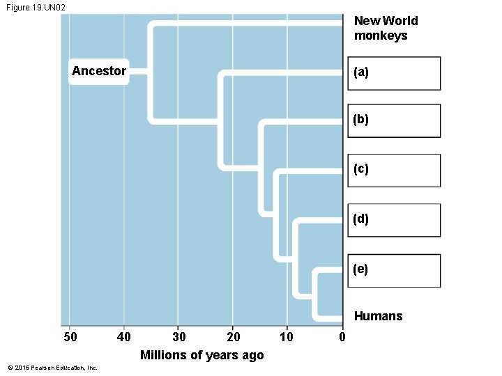Figure 19. UN 02 New World monkeys Ancestor (a) (b) (c) (d) (e) Humans