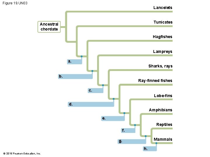 Figure 19. UN 03 Lancelets Tunicates Ancestral chordate Hagfishes Lampreys a. Sharks, rays b.