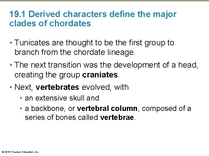 19. 1 Derived characters define the major clades of chordates • Tunicates are thought