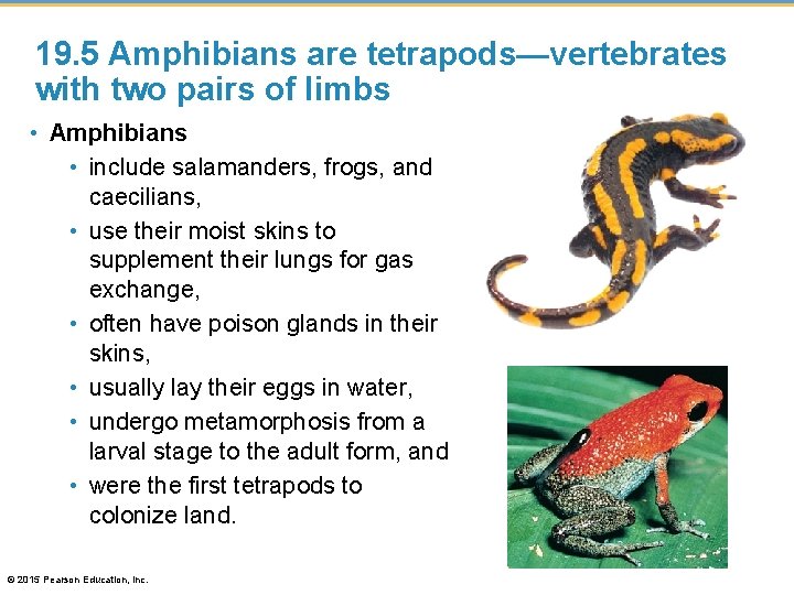 19. 5 Amphibians are tetrapods—vertebrates with two pairs of limbs • Amphibians • include