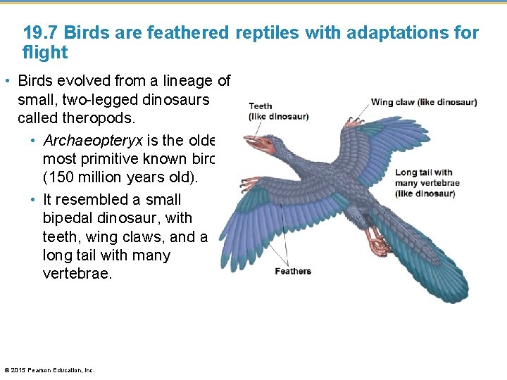19. 7 Birds are feathered reptiles with adaptations for flight • Birds evolved from