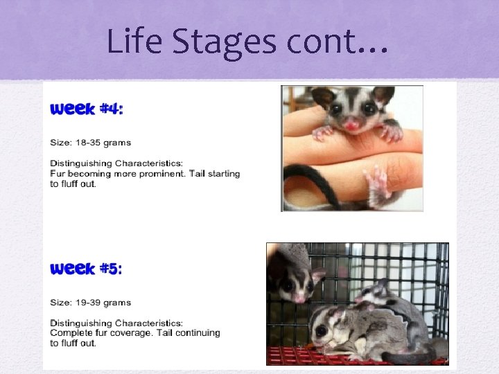 Life Stages cont… 