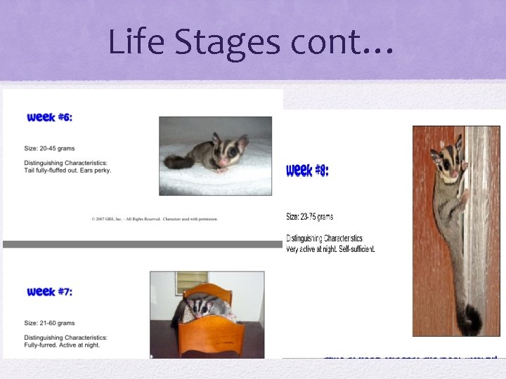 Life Stages cont… 