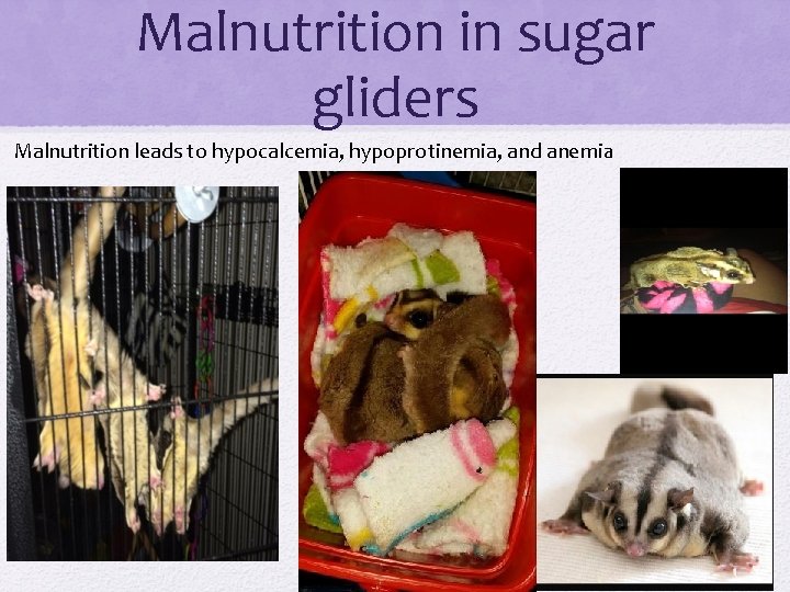 Malnutrition in sugar gliders Malnutrition leads to hypocalcemia, hypoprotinemia, and anemi a 