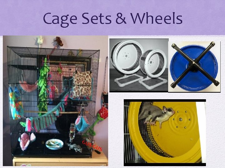 Cage Sets & Wheels GUS 