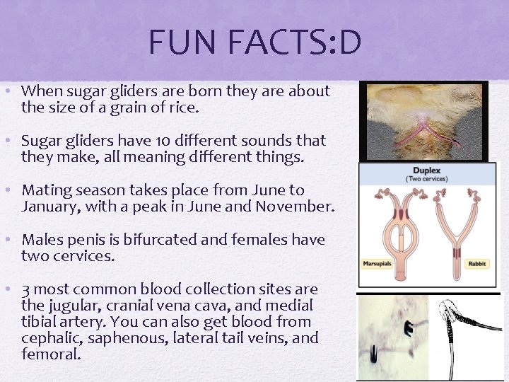 FUN FACTS: D • When sugar gliders are born they are about the size