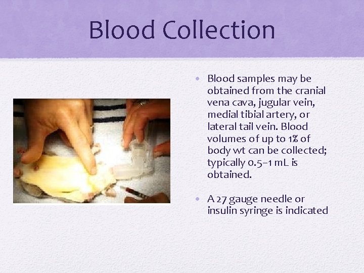 Blood Collection • Blood samples may be obtained from the cranial vena cava, jugular