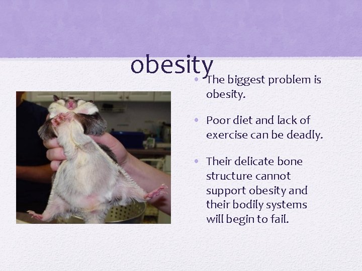 obesity • The biggest problem is obesity. • Poor diet and lack of exercise