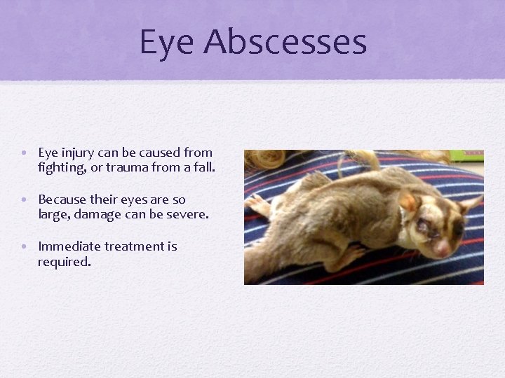 Eye Abscesses • Eye injury can be caused from fighting, or trauma from a