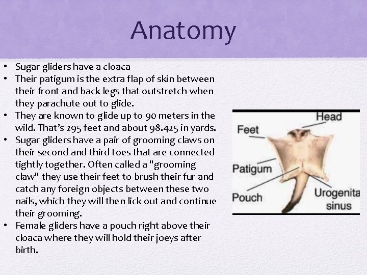 Anatomy • Sugar gliders have a cloaca • Their patigum is the extra flap