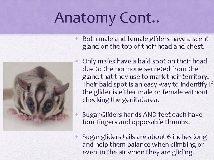 Anatomy Cont. . • Both male and female gliders have a scent gland on