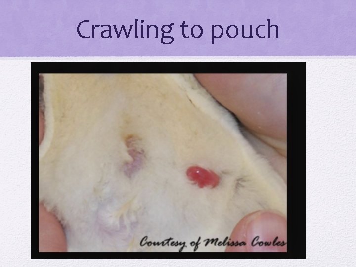 Crawling to pouch 