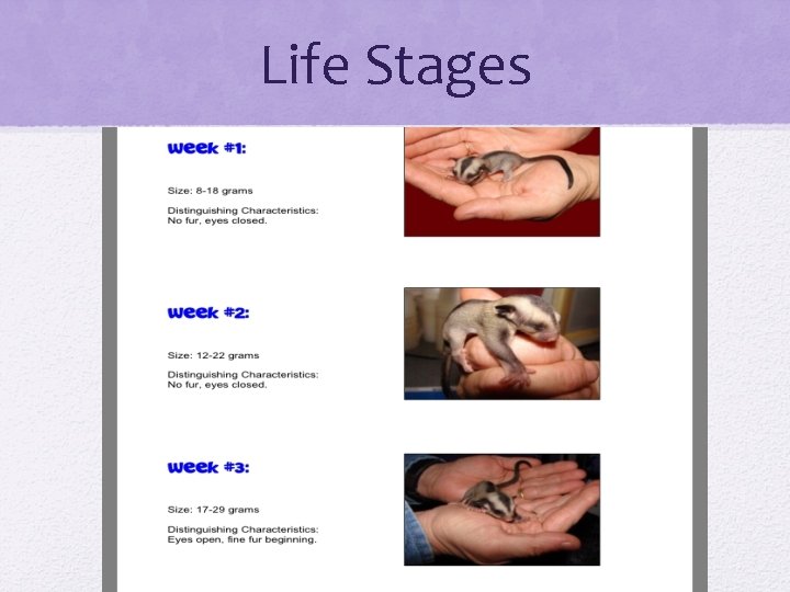 Life Stages 
