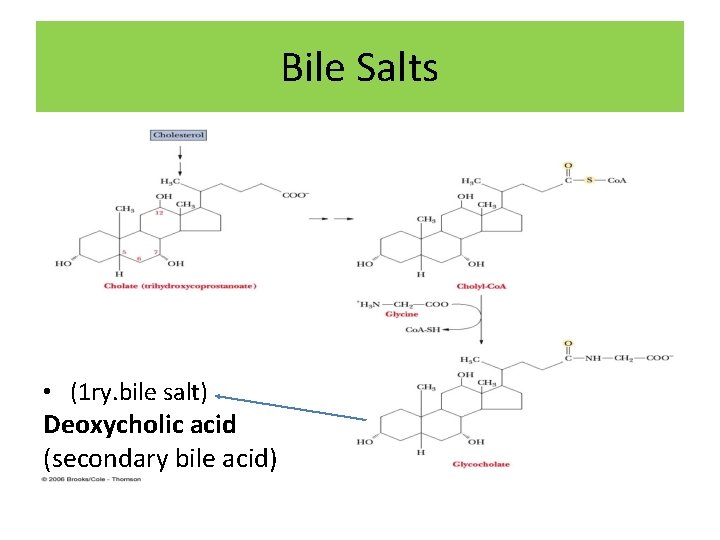 Bile Salts • (1 ry. bile salt) Deoxycholic acid (secondary bile acid) 