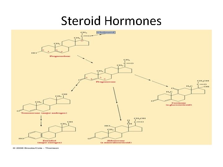 Steroid Hormones 