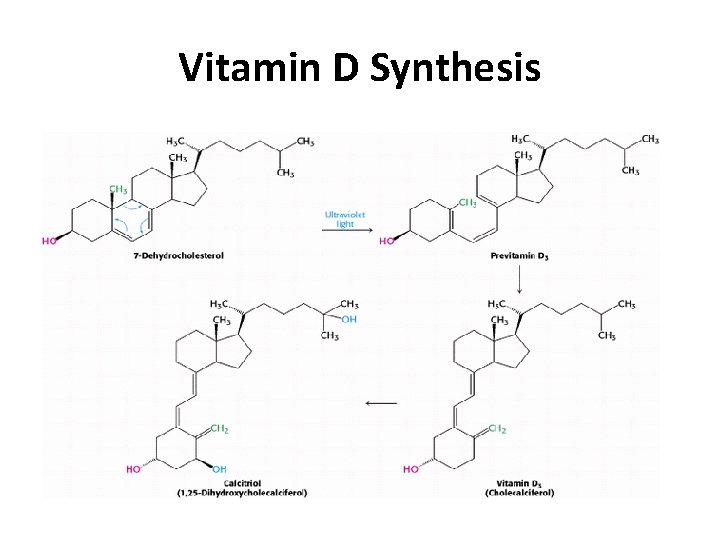 Vitamin D Synthesis 