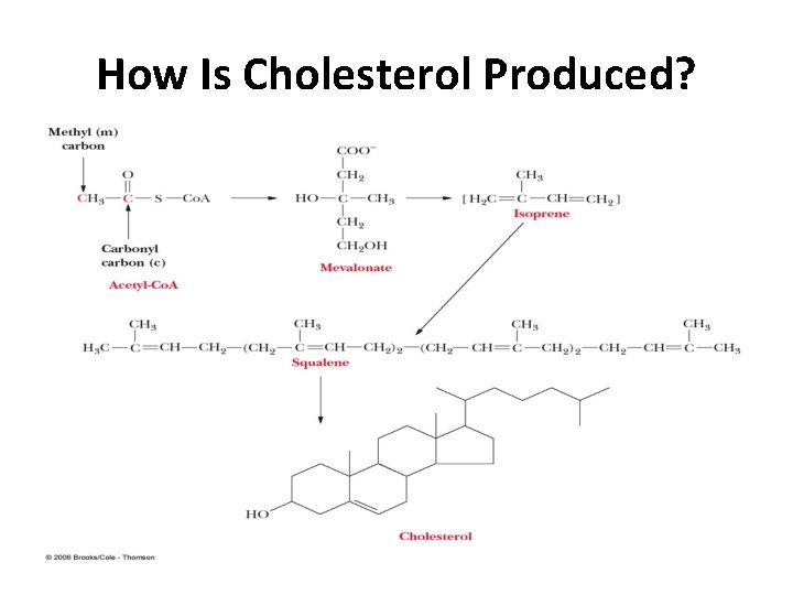 How Is Cholesterol Produced? 